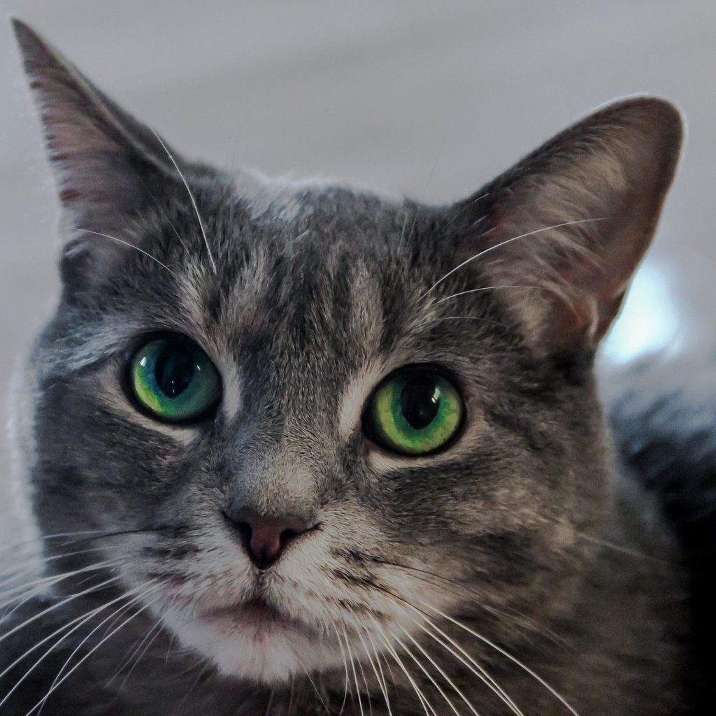Обои кот, мордочка, усы, кошка, взгляд, зеленые глаза, cat, muzzle, mustache, look, green eyes разрешение 3456x2304 Загрузить