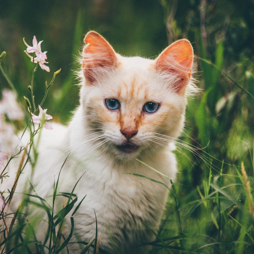 Кошки страница. Кошки. Коты. Кошки фото.