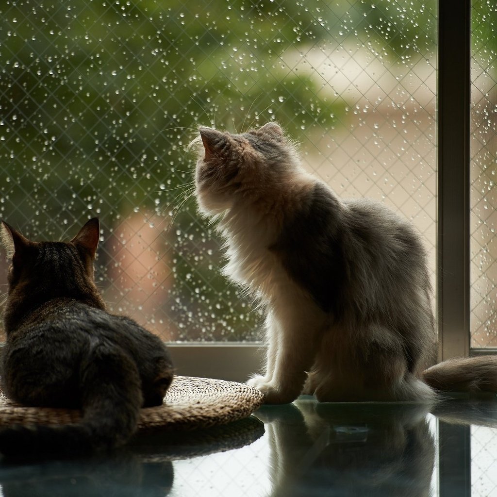 Обои капли, дождь, пушистые, коты, окно, кошки, drops, rain, fluffy, cats, window разрешение 2048x1152 Загрузить