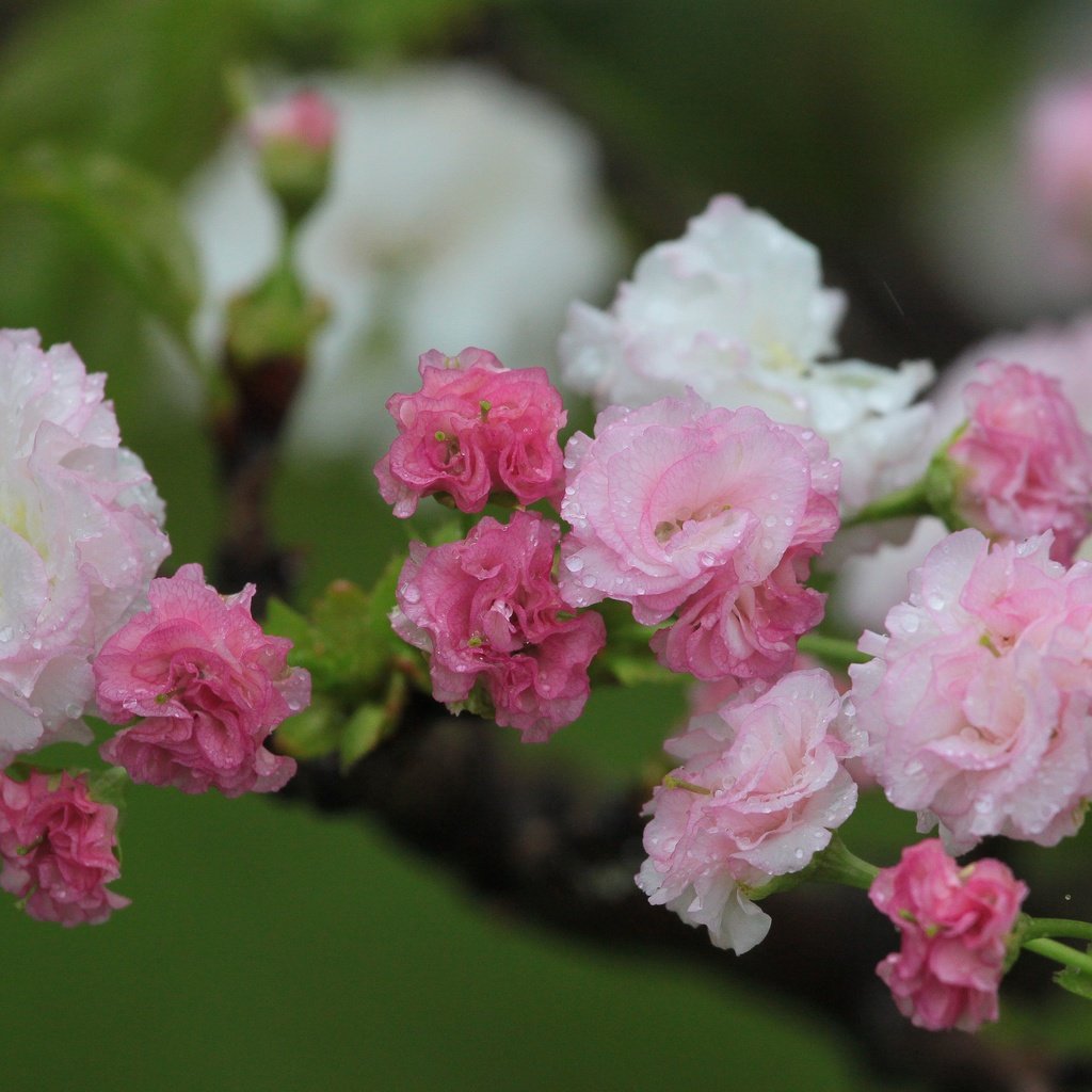 Обои цветы, цветение, весна, вишня, капли воды, flowers, flowering, spring, cherry, water drops разрешение 4752x3168 Загрузить