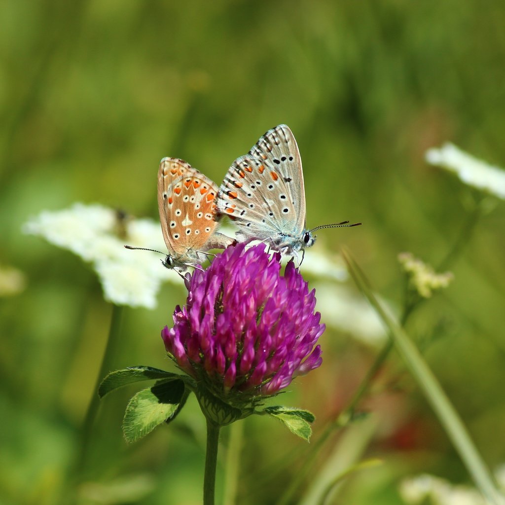 Обои цветы, клевер, насекомые, бабочки, flowers, clover, insects, butterfly разрешение 5184x3456 Загрузить