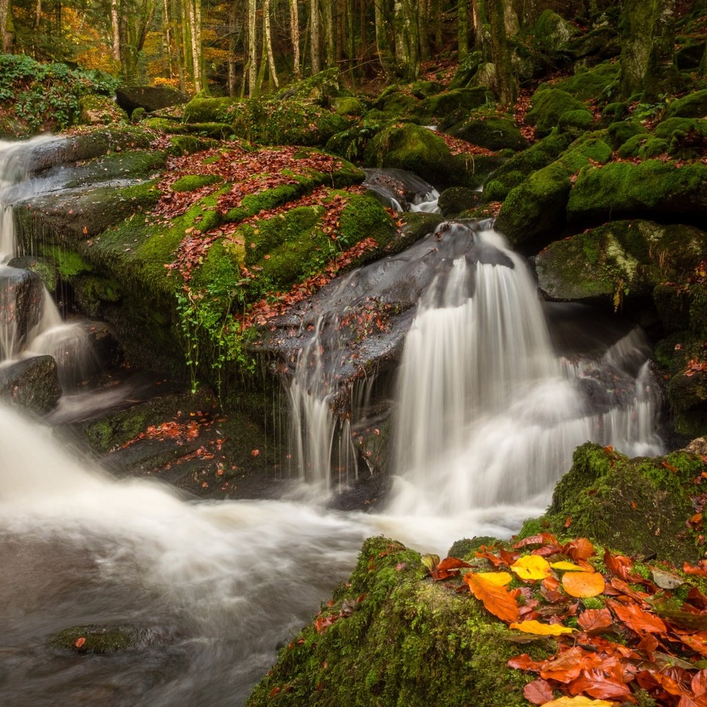 Обои река, природа, камни, лес, листья, водопад, осень, мох, river, nature, stones, forest, leaves, waterfall, autumn, moss разрешение 2880x1800 Загрузить