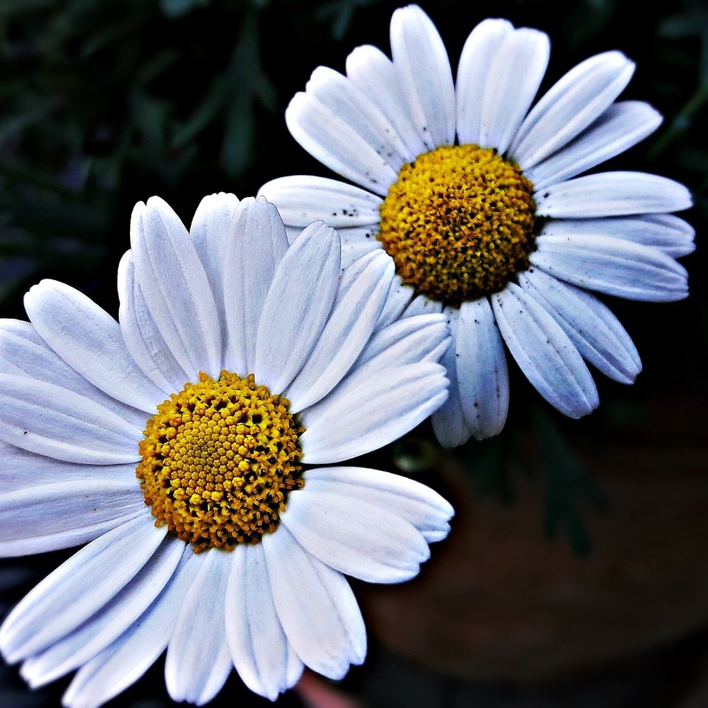 Обои лепестки, ромашки, крупным планом, белые цветы, petals, chamomile, closeup, white flowers разрешение 4128x2322 Загрузить