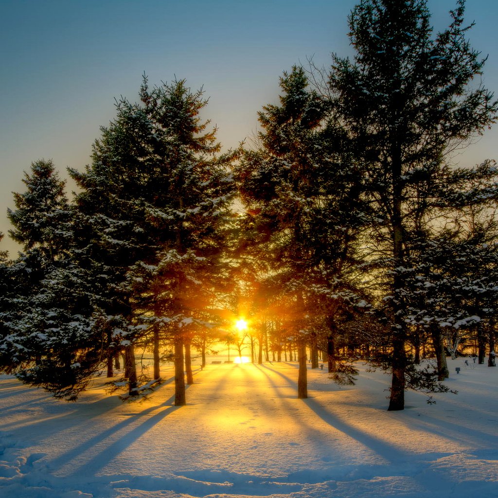 Обои солнце, снег, природа, лес, зима, рассвет, канада, viktor elizarov, the sun, snow, nature, forest, winter, dawn, canada разрешение 1920x1200 Загрузить