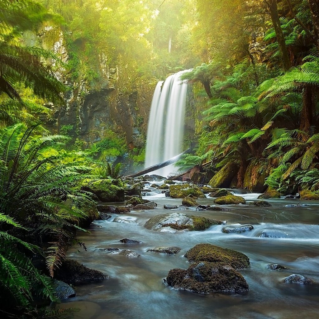 Обои река, great otway national park, hopetoun falls, природа, лес, водопад, австралия, папоротник, виктория, the otways, aire river, river, nature, forest, waterfall, australia, fern, victoria разрешение 1920x1080 Загрузить