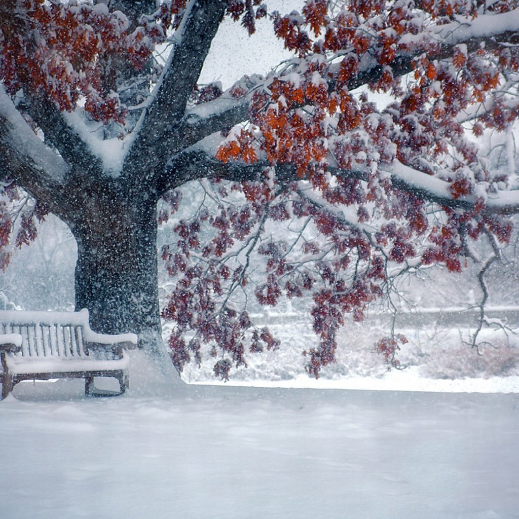 Обои снег, природа, дерево, листья, зима, парк, ветки, скамейка, snow, nature, tree, leaves, winter, park, branches, bench разрешение 1920x1200 Загрузить