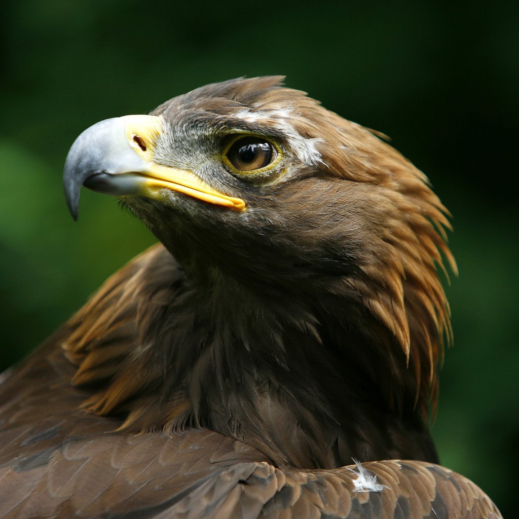 Обои орел, хищник, птица, клюв, беркут, голова, aquila chrysaetos, eagle, predator, bird, beak, head разрешение 1920x1200 Загрузить