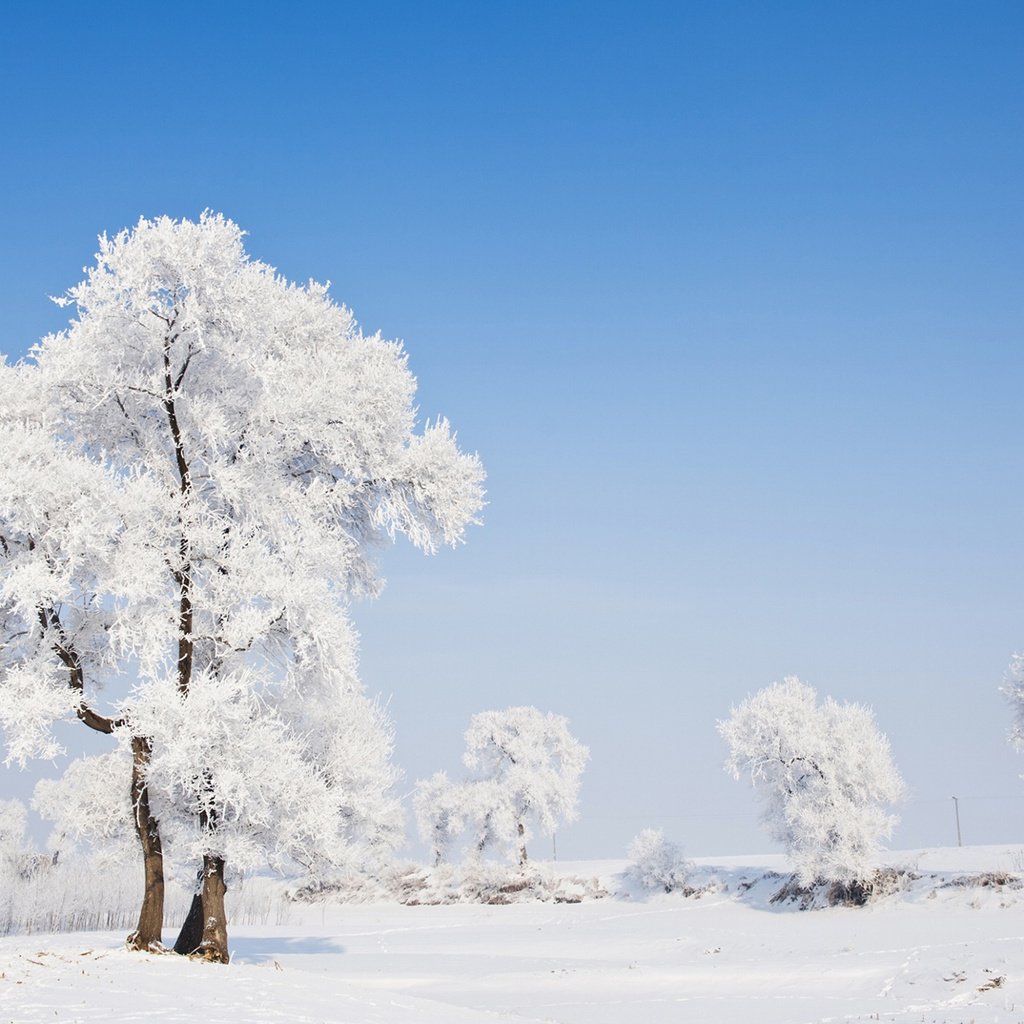 Обои деревья, природа, зима, пейзаж, иней, trees, nature, winter, landscape, frost разрешение 1920x1200 Загрузить