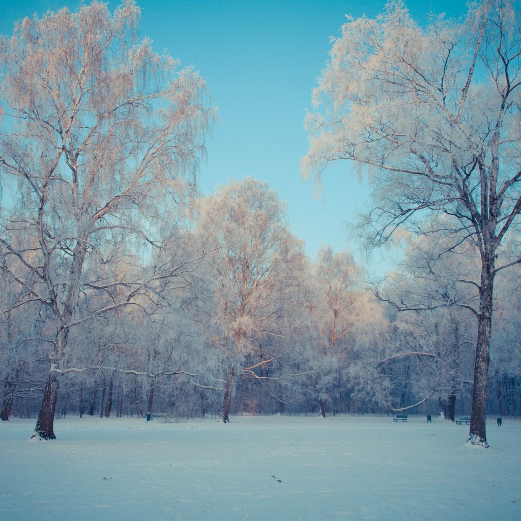 Обои небо, деревья, снег, природа, лес, зима, березы, kamil porembinski, the sky, trees, snow, nature, forest, winter, birch разрешение 3840x2400 Загрузить