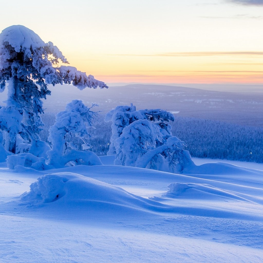 Обои небо, деревья, снег, природа, лес, зима, the sky, trees, snow, nature, forest, winter разрешение 2560x1600 Загрузить