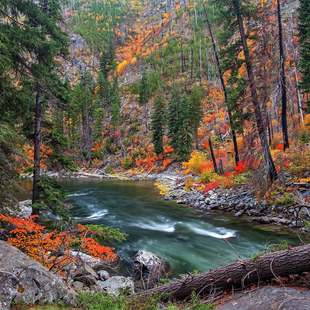 Обои река, природа, лес, осень, river, nature, forest, autumn разрешение 1920x1200 Загрузить