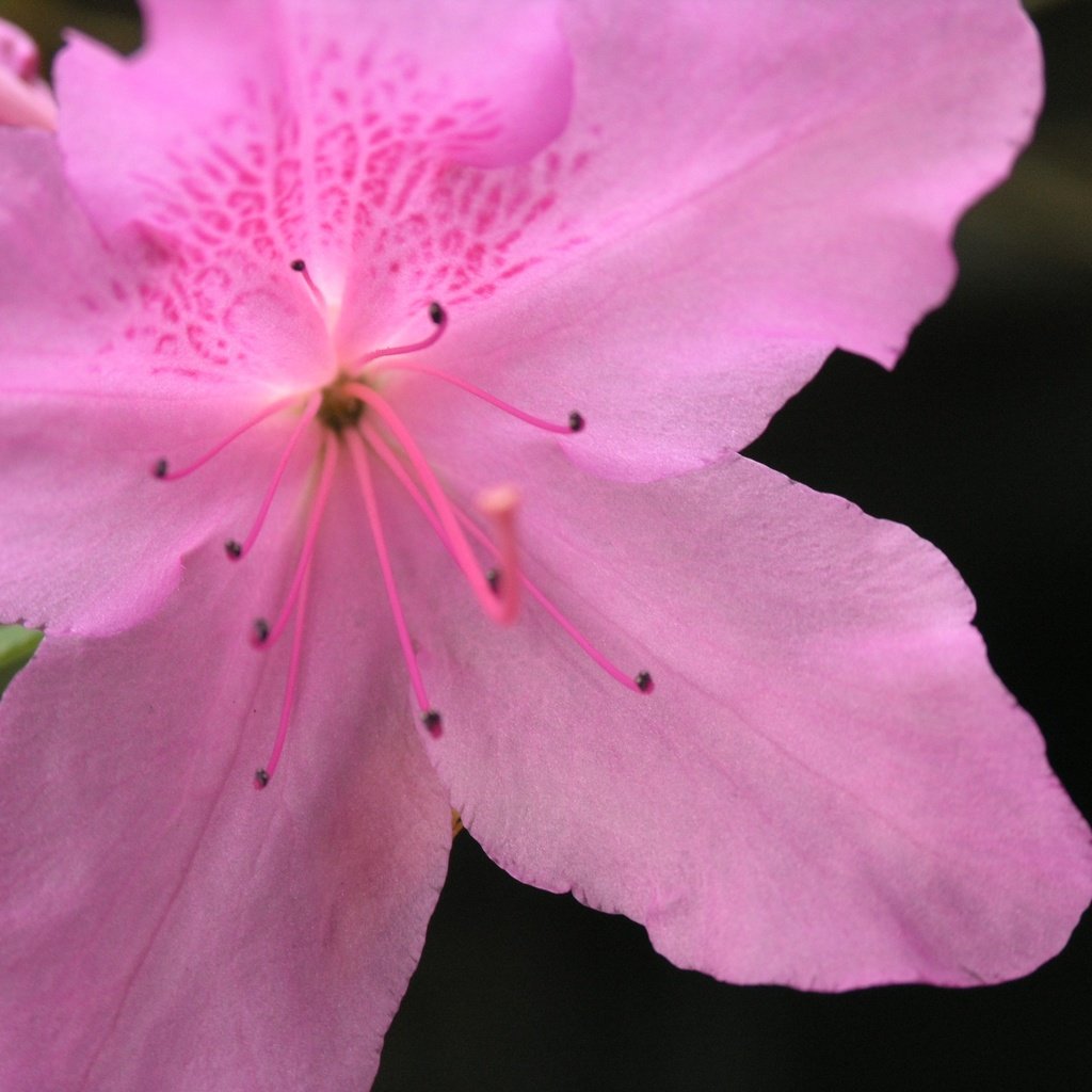 Обои цветок, лепестки, азалия, flower, petals, azalea разрешение 3264x2448 Загрузить