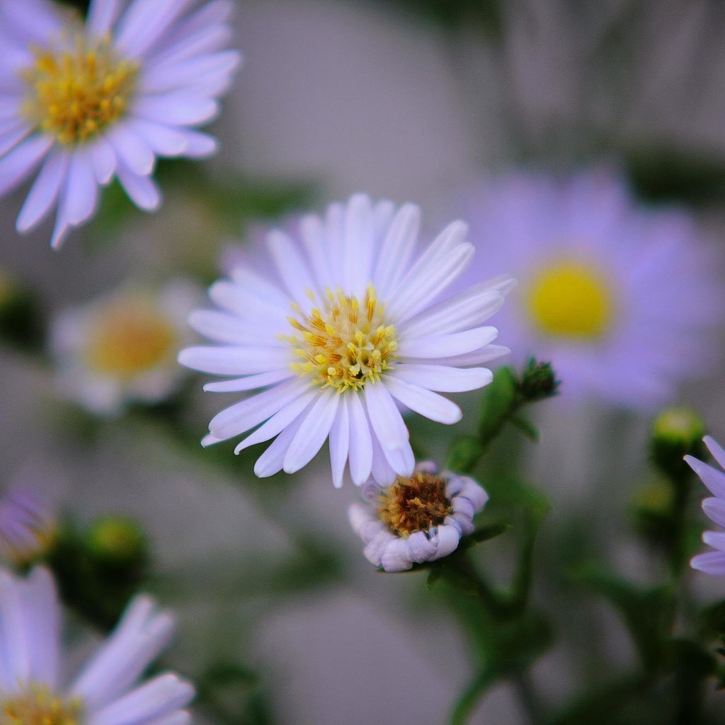 Обои цветы, лепестки, ромашки, белые, flowers, petals, chamomile, white разрешение 2000x1333 Загрузить