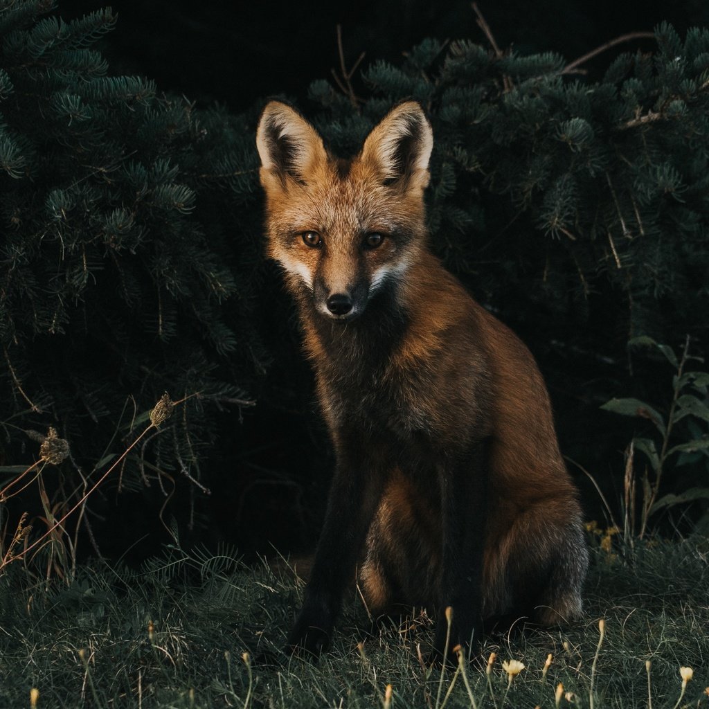 Обои трава, мордочка, взгляд, лиса, хищник, лисица, grass, muzzle, look, fox, predator разрешение 3408x2490 Загрузить
