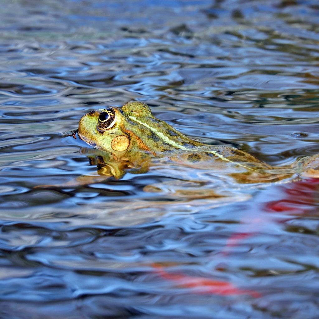 Обои вода, лягушка, животное, земноводное, water, frog, animal, amphibian разрешение 4896x3264 Загрузить