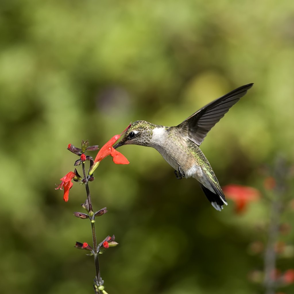 Обои цветы, крылья, размытость, клюв, перья, колибри, птаха, humming, flowers, wings, blur, beak, feathers, hummingbird, bird разрешение 3394x2272 Загрузить