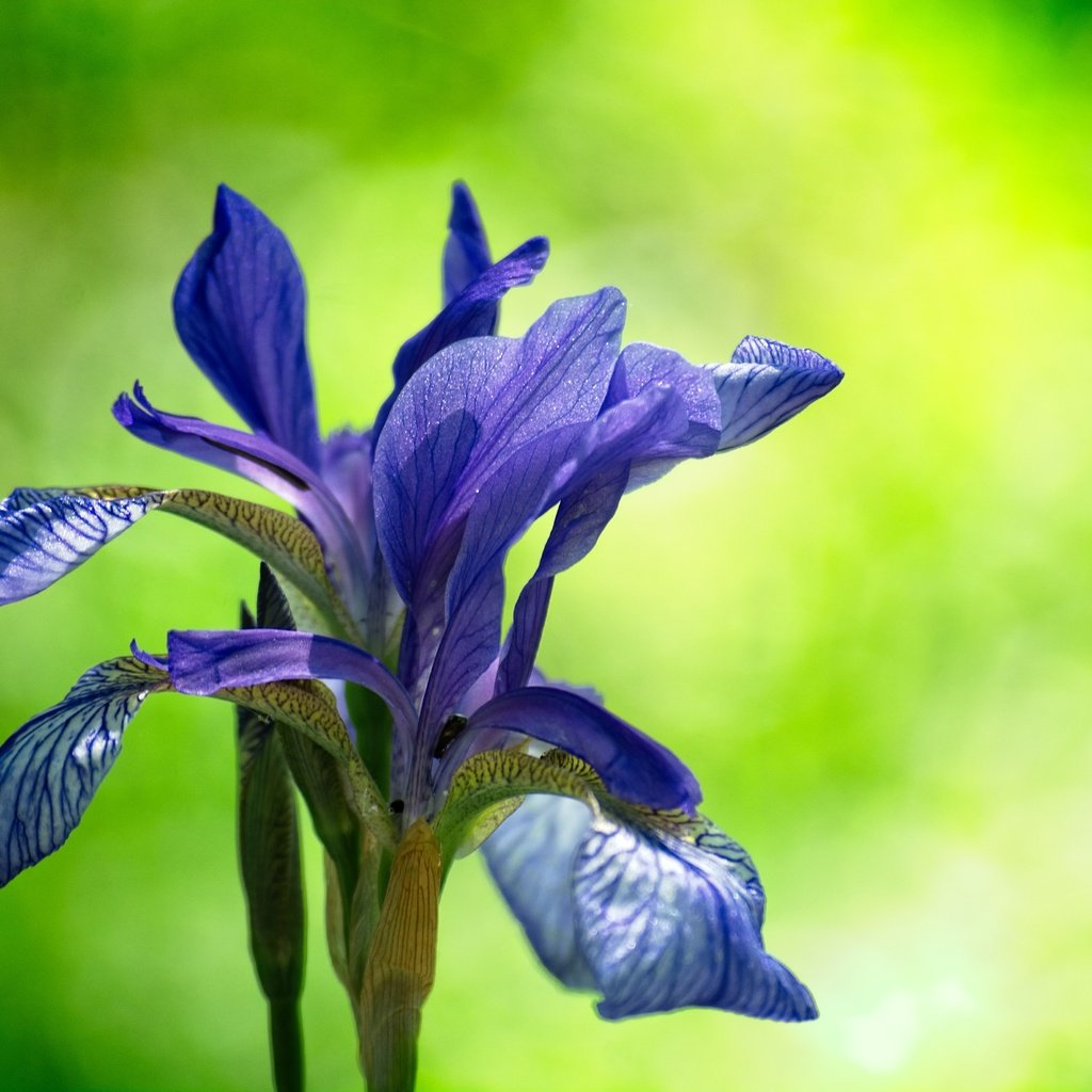 Обои цветение, цветок, размытость, ирис, гцветок, flowering, flower, blur, iris, cvetok разрешение 6000x4000 Загрузить