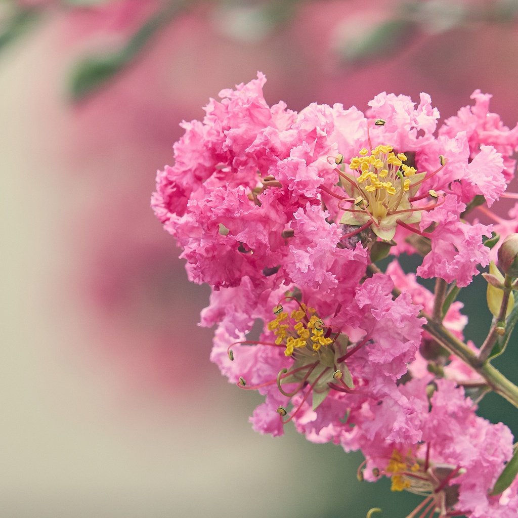 Обои цветение, цветок, размытость, розовые цветы, лагерстремия, flowering, flower, blur, pink flowers, lagerstroemia разрешение 3227x2155 Загрузить