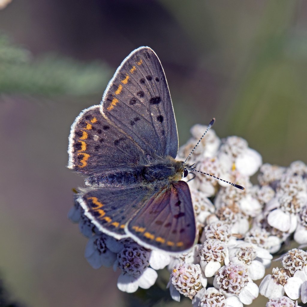 Обои цветы, насекомое, бабочка, крылья, lycaena tityrus, flowers, insect, butterfly, wings разрешение 5568x3712 Загрузить