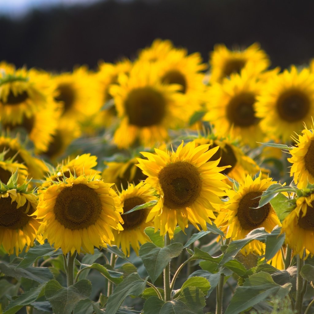 Обои листья, лепестки, подсолнухи, стебли, желтые цветы, leaves, petals, sunflowers, stems, yellow flowers разрешение 1920x1280 Загрузить