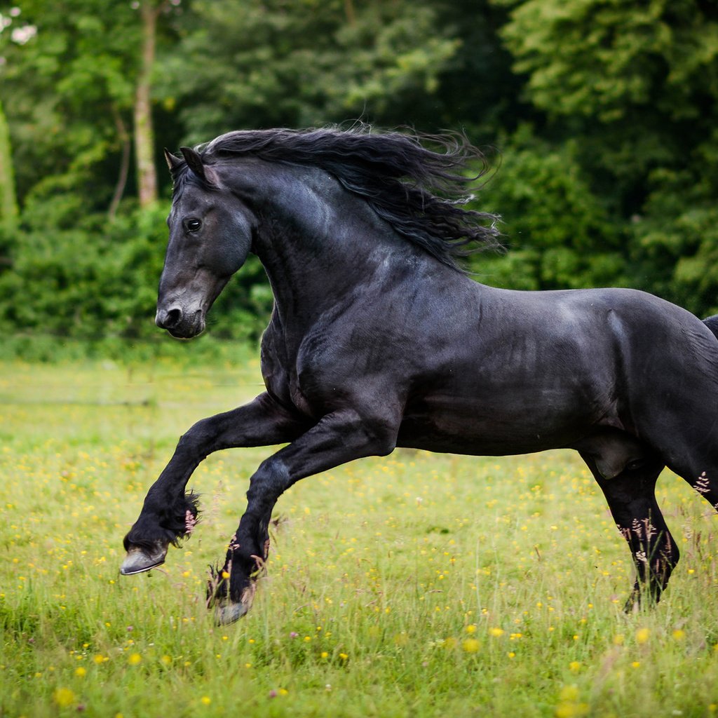 Обои лошадь, трава, конь, грива, хвост, беег, horse, grass, mane, tail, beeg разрешение 1920x1200 Загрузить
