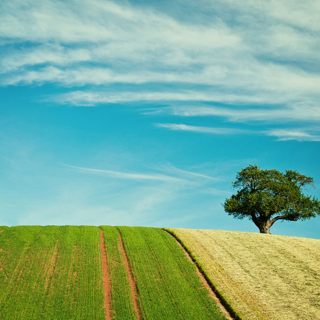 Обои небо, природа, дерево, поля, поле, the sky, nature, tree, field разрешение 2880x1800 Загрузить