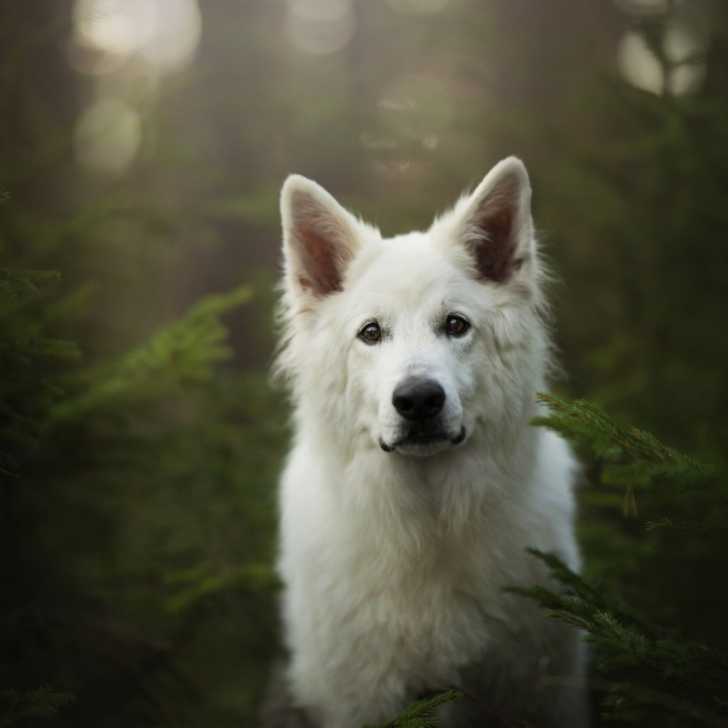 Обои мордочка, взгляд, собака, белая швейцарская овчарка, muzzle, look, dog, the white swiss shepherd dog разрешение 2048x1367 Загрузить