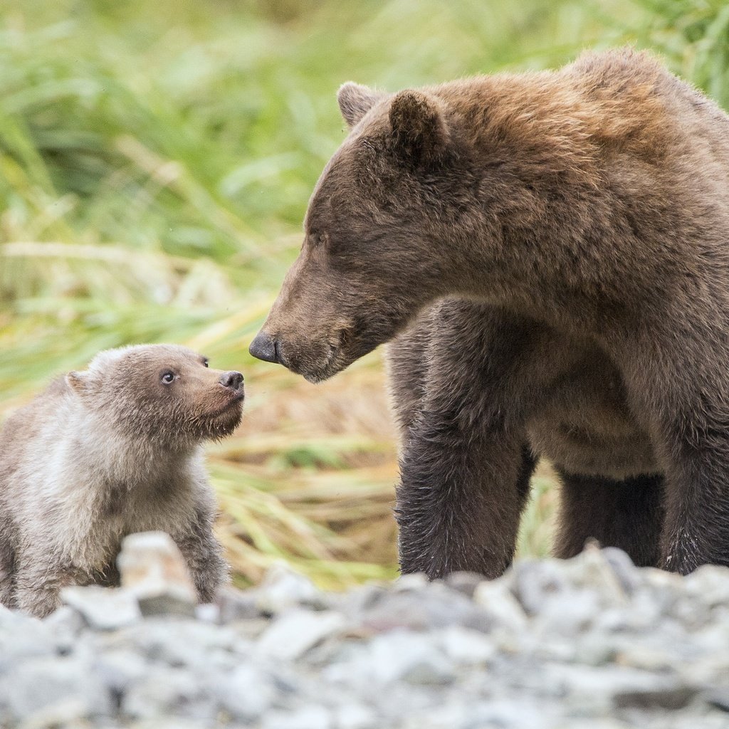 Обои трава, природа, мама, малыш, медведи, grass, nature, mom, baby, bears разрешение 2048x1386 Загрузить