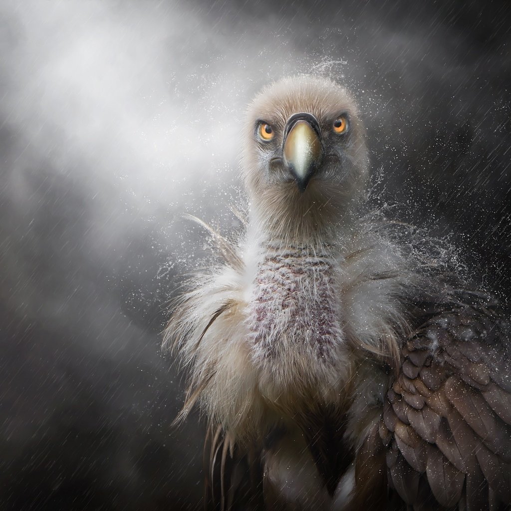 Обои птенец, хищник, птица, клюв, дождь, перья, белоголовый сип, chick, predator, bird, beak, rain, feathers, griffon vulture разрешение 2500x1667 Загрузить