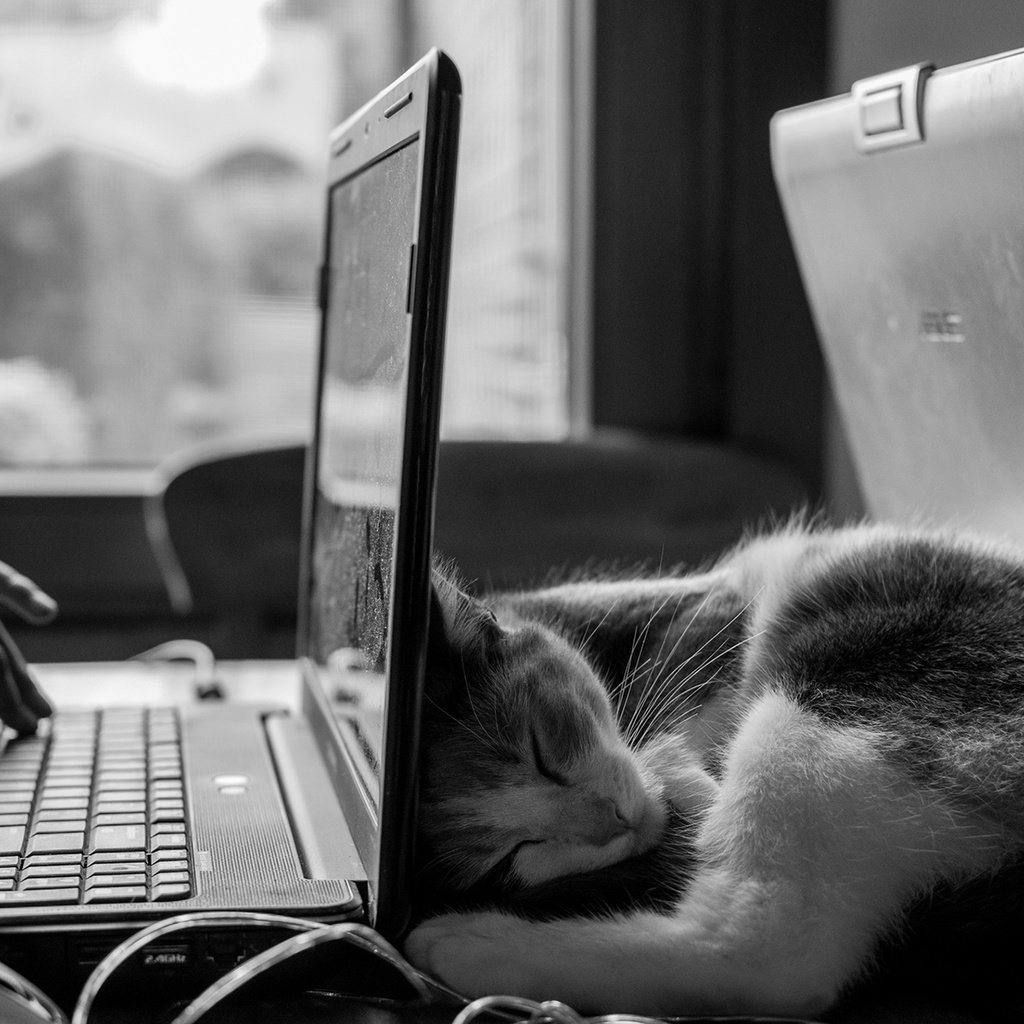 Обои кот, кошка, чёрно-белое, сон, котенок, руки, ноутбук, cat, black and white, sleep, kitty, hands, laptop разрешение 1920x1200 Загрузить