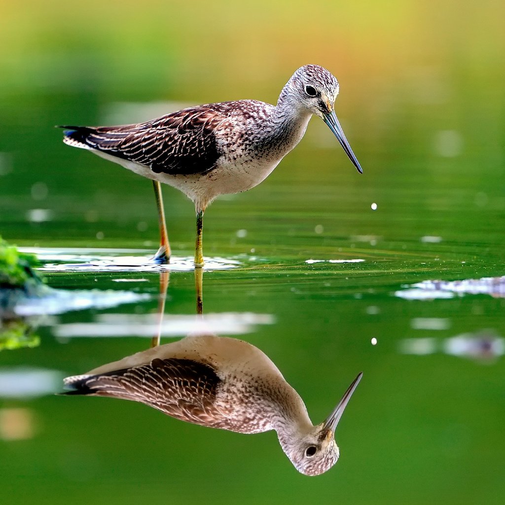 Обои вода, отражение, птица, клюв, перья, розмытость, бекас, улит, water, reflection, bird, beak, feathers, razmytost, snipe разрешение 1920x1280 Загрузить