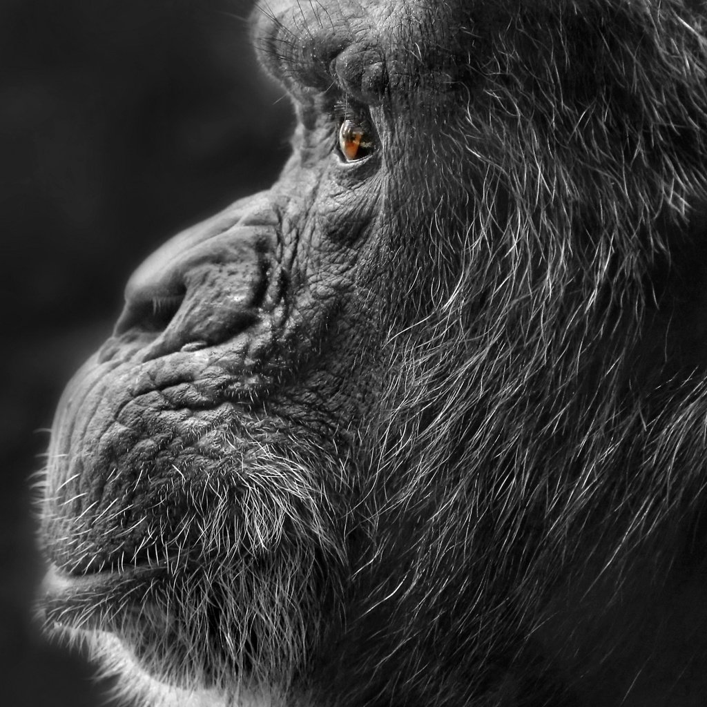 Обои природа, фон, чёрно-белое, профиль, обезьяна, горилла, nature, background, black and white, profile, monkey, gorilla разрешение 2048x1351 Загрузить