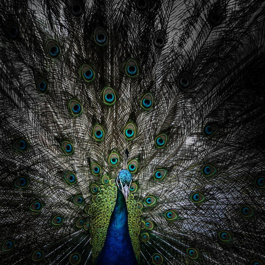 Обои птица, клюв, павлин, перья, хвост, bird, beak, peacock, feathers, tail разрешение 2560x1440 Загрузить