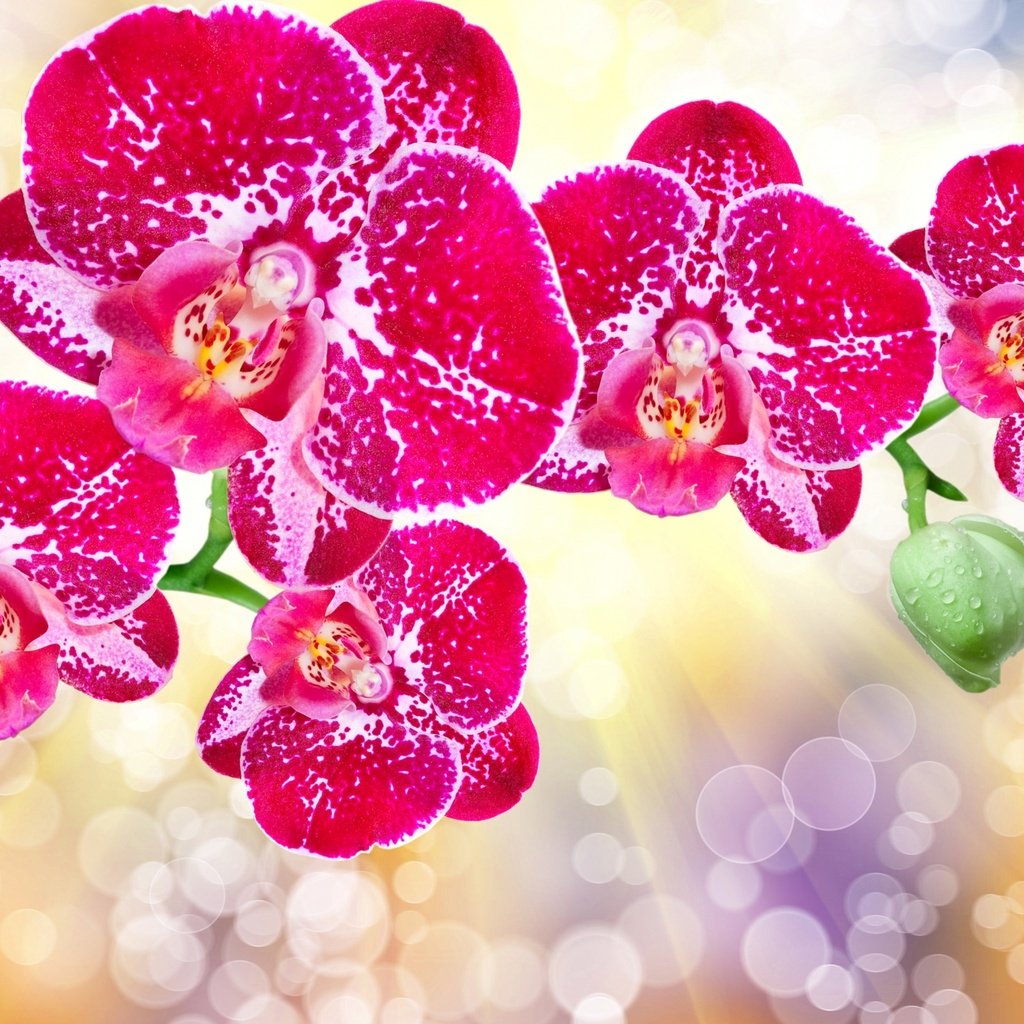 Обои цветы, лепестки, блики, орхидеи, flowers, petals, glare, orchids разрешение 2560x1600 Загрузить