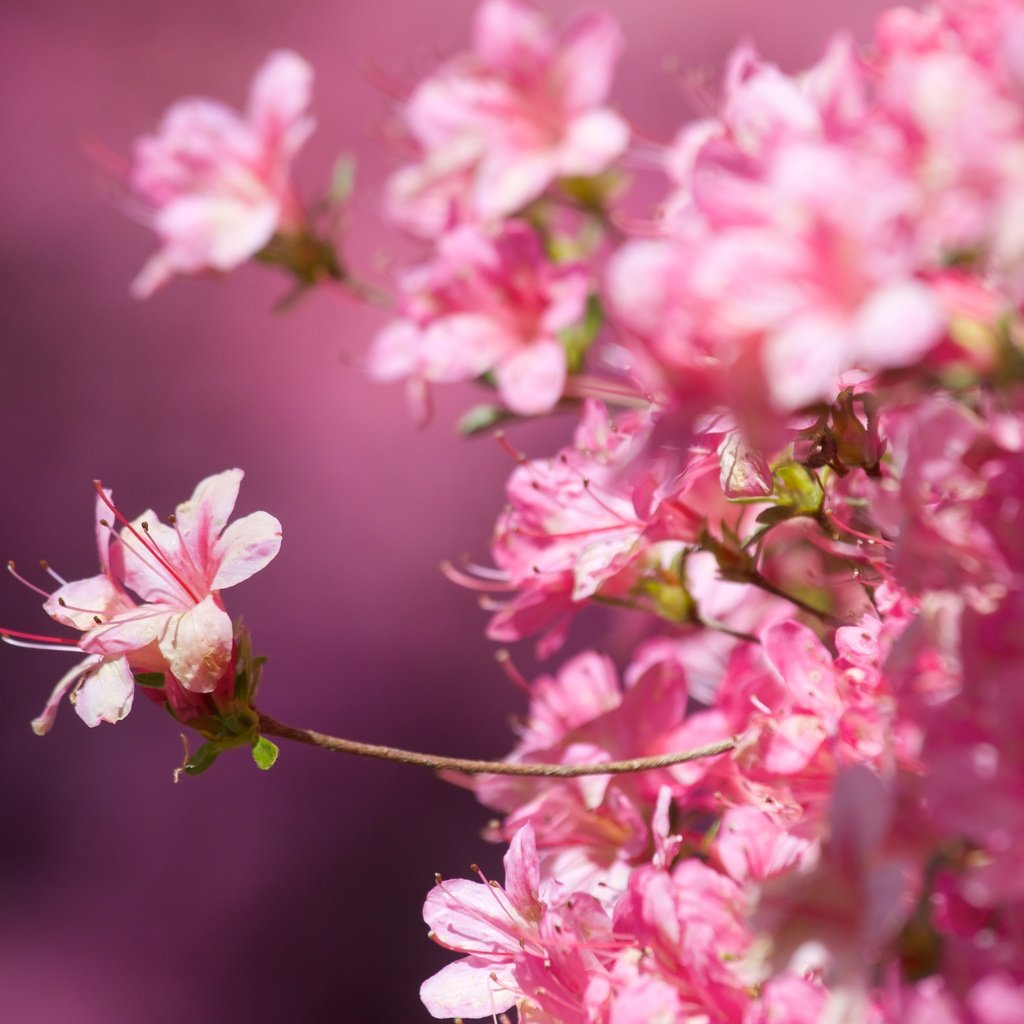 Обои цветение, макро, фон, весна, сакура, розовые цветы, крупный план, flowering, macro, background, spring, sakura, pink flowers, close-up разрешение 5472x3648 Загрузить