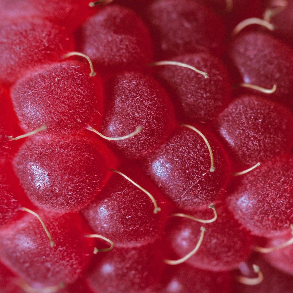 Обои малина, ягода, крупным планом, raspberry, berry, closeup разрешение 3749x2779 Загрузить