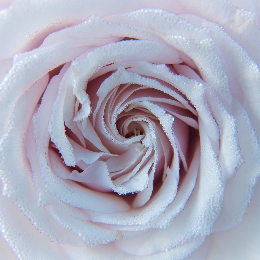 Обои цветок, капли, роза, лепестки, крупным планом, flower, drops, rose, petals, closeup разрешение 3264x2448 Загрузить