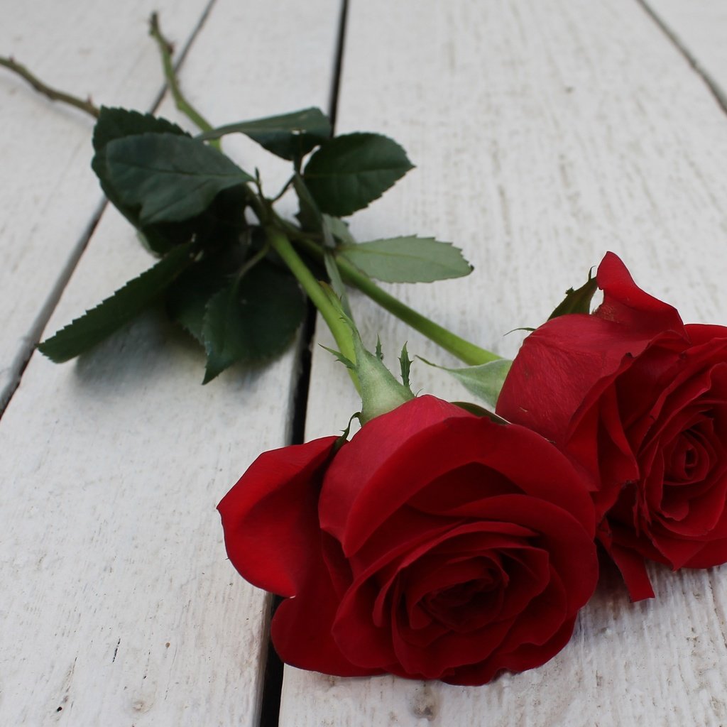 Обои цветы, бутоны, розы, лепестки, деревянная поверхность, flowers, buds, roses, petals, wooden surface разрешение 3616x2359 Загрузить