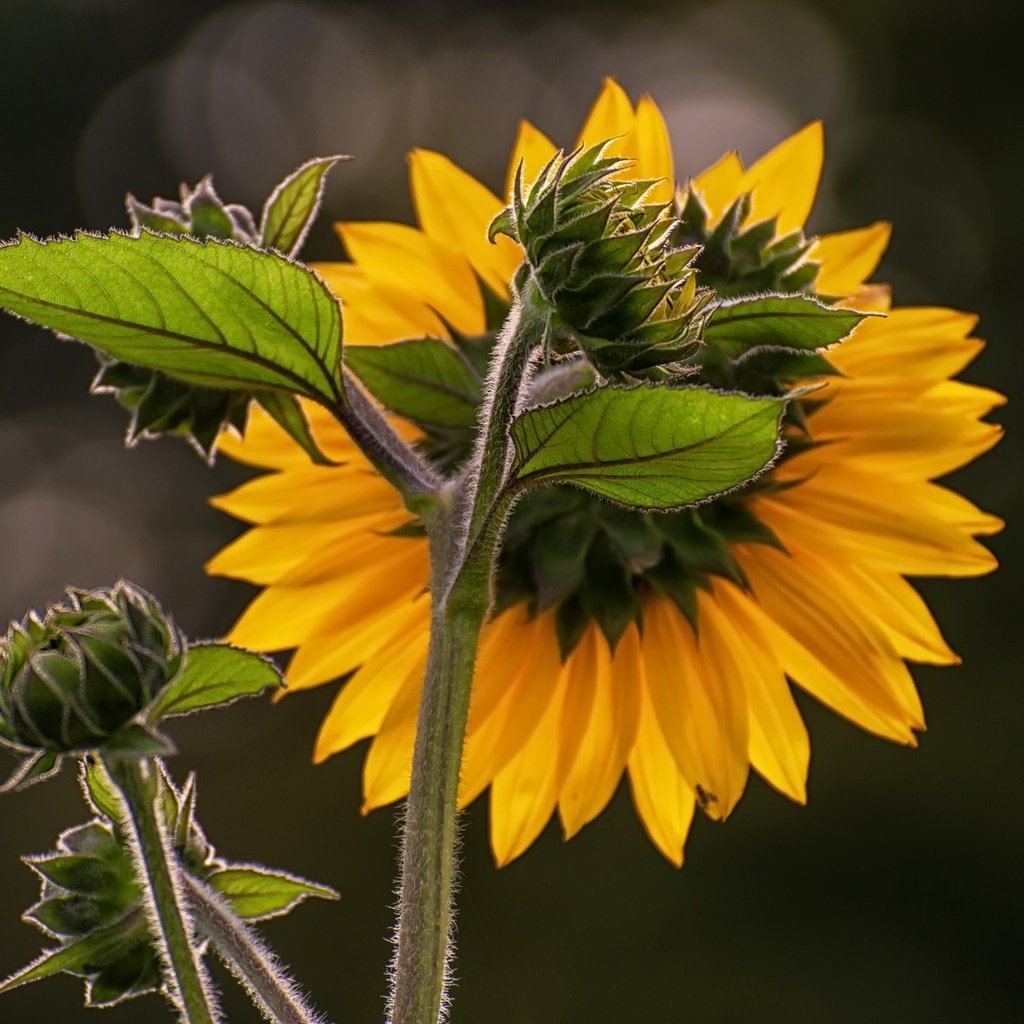 Обои природа, лепестки, подсолнух, подсолнухи, желтые, nature, petals, sunflower, sunflowers, yellow разрешение 2048x1165 Загрузить