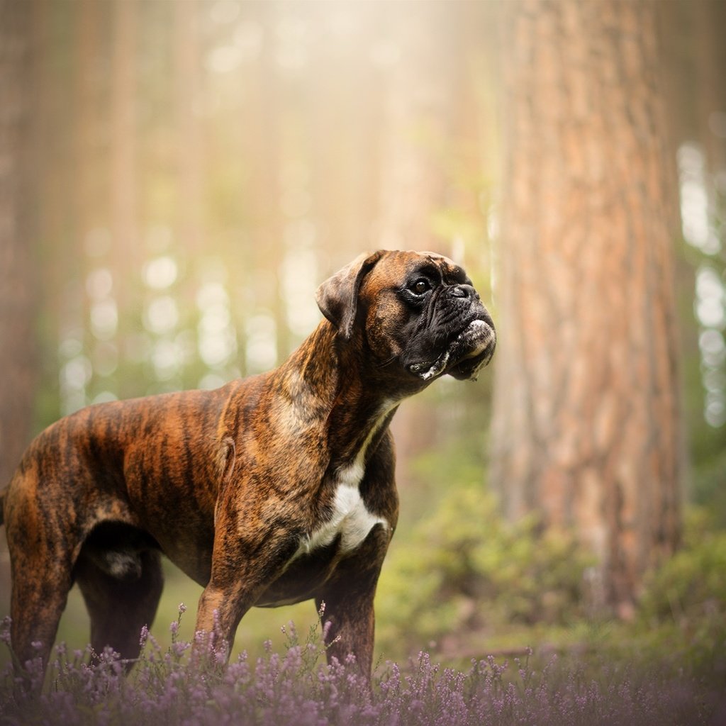 Обои природа, собака, друг, боксер, nature, dog, each, boxer разрешение 2048x1213 Загрузить