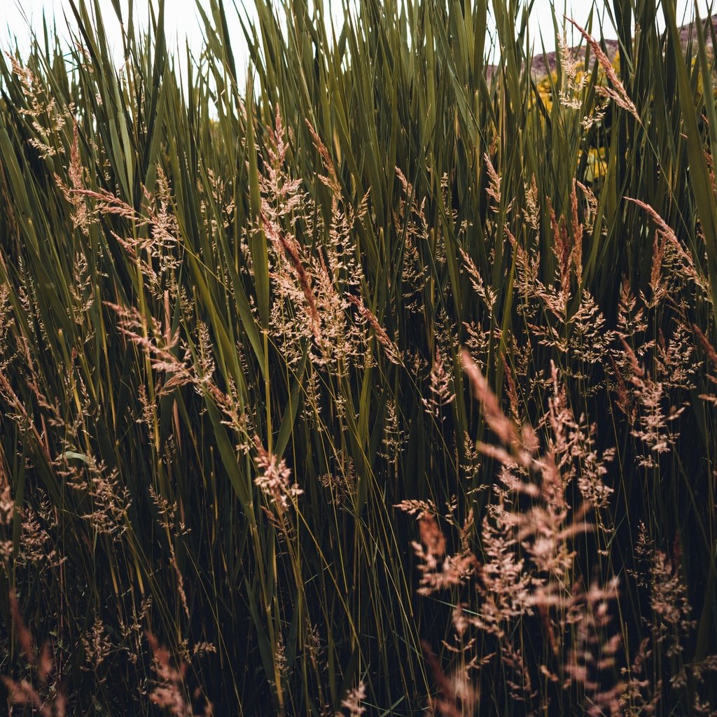 Обои трава, природа, растения, колоски, заросли, grass, nature, plants, spikelets, thickets разрешение 6000x4000 Загрузить