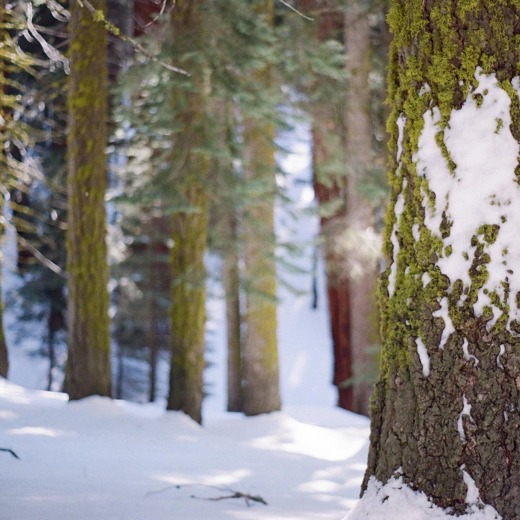 Обои деревья, снег, лес, зима, стволы, мох, кора, trees, snow, forest, winter, trunks, moss, bark разрешение 3089x2048 Загрузить