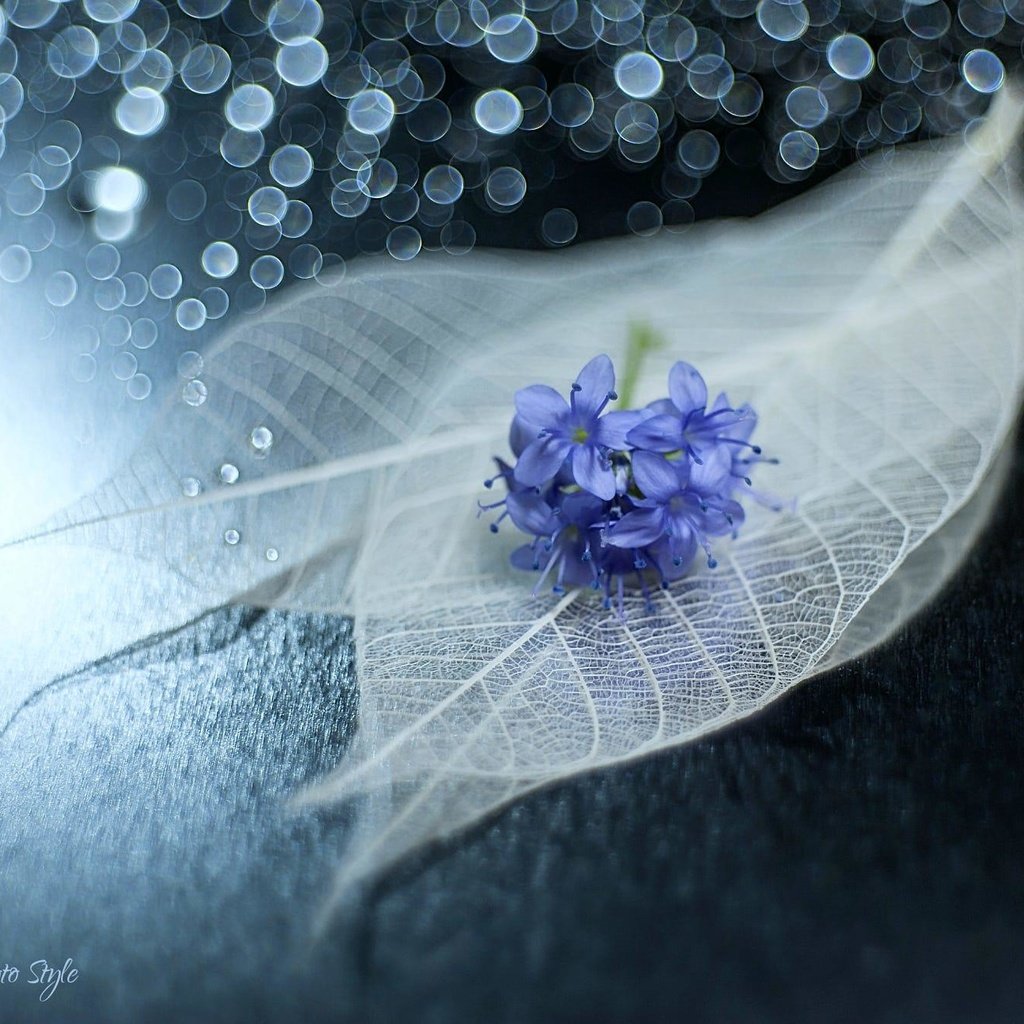 Обои цветы, листья, макро, блики, прожилки, натюрморт, lafugue logos, flowers, leaves, macro, glare, veins, still life разрешение 2000x1334 Загрузить