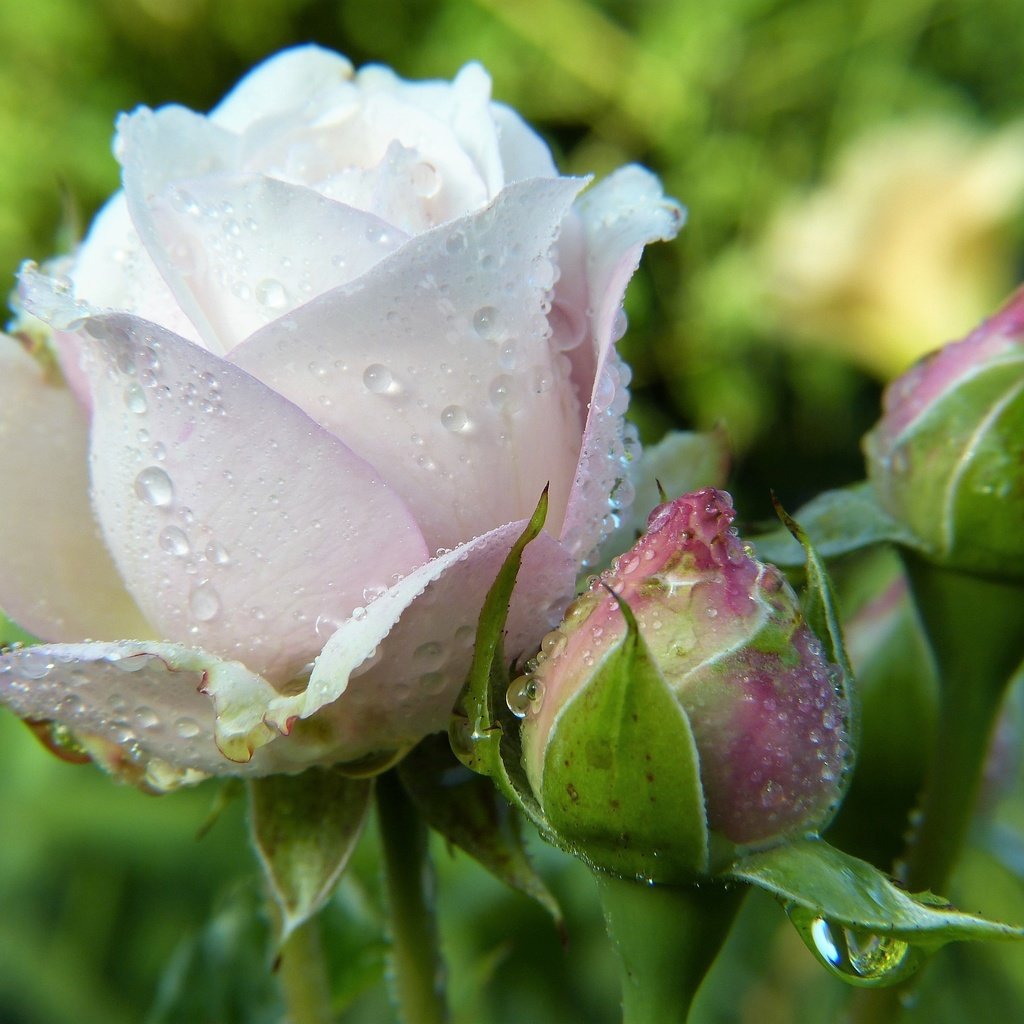Обои цветы, капли, розы, лепестки, бутон, капли воды, капельки росы, flowers, drops, roses, petals, bud, water drops, drops of dew разрешение 3264x2448 Загрузить