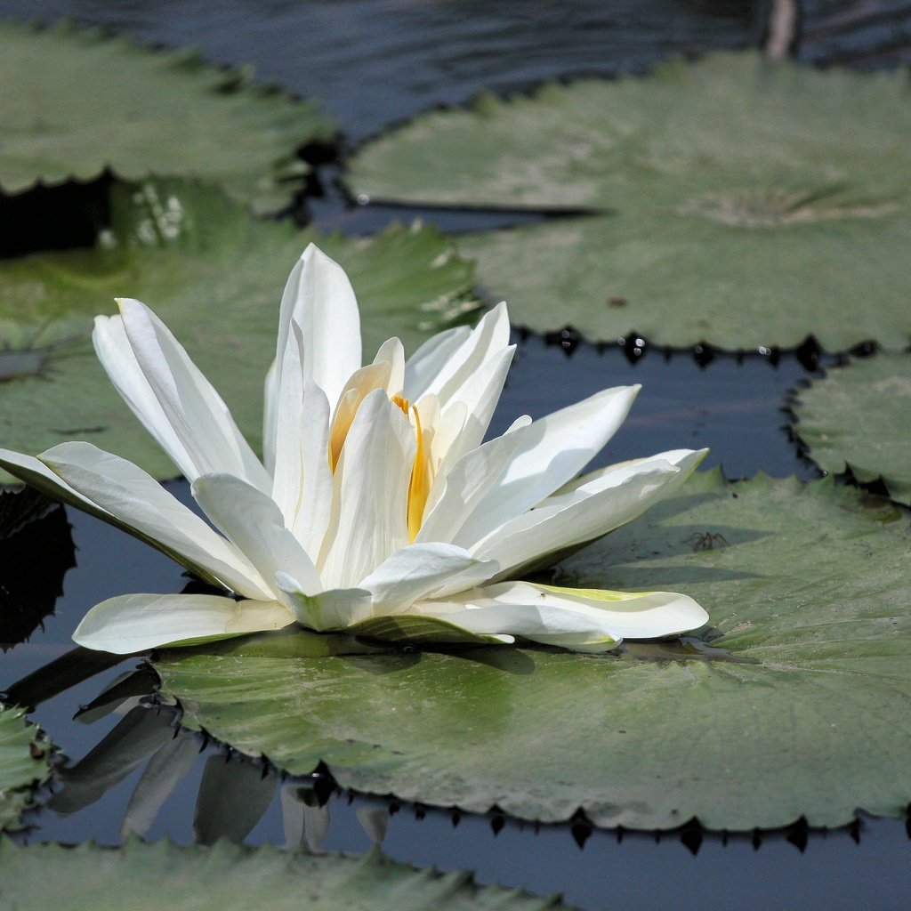 Обои озеро, листья, цветок, лепестки, кувшинка, водяная лилия, lake, leaves, flower, petals, lily, water lily разрешение 4752x3168 Загрузить