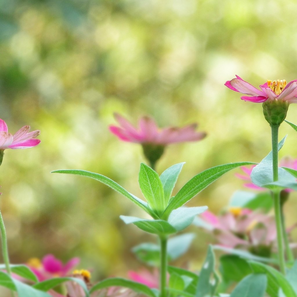 Обои цветы, растения, листья, лепестки, размытость, стебли, flowers, plants, leaves, petals, blur, stems разрешение 3456x2304 Загрузить