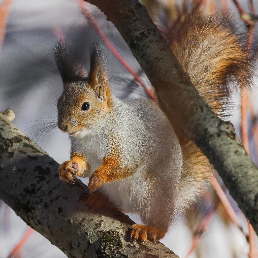 Обои дерево, ушки, белка, хвост, белочка, tree, ears, protein, tail, squirrel разрешение 2048x1365 Загрузить