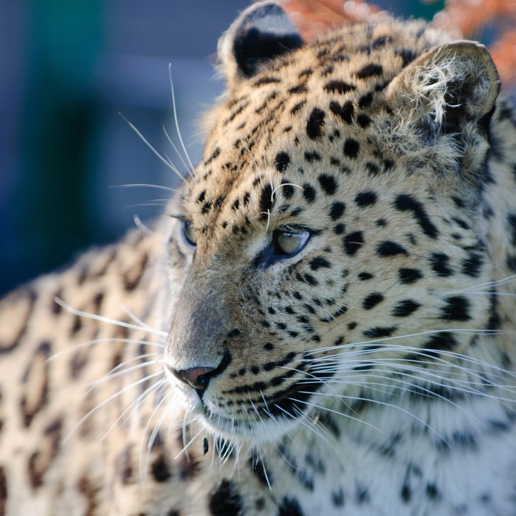 Обои морда, взгляд, леопард, хищник, дикая кошка, амурский леопард, face, look, leopard, predator, wild cat, the amur leopard разрешение 4288x2848 Загрузить