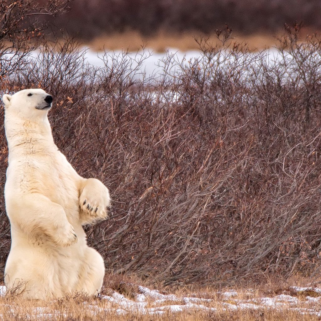 Обои снег, природа, лапы, полярный медведь, медведь, белый медведь, snow, nature, paws, polar bear, bear разрешение 2400x1600 Загрузить