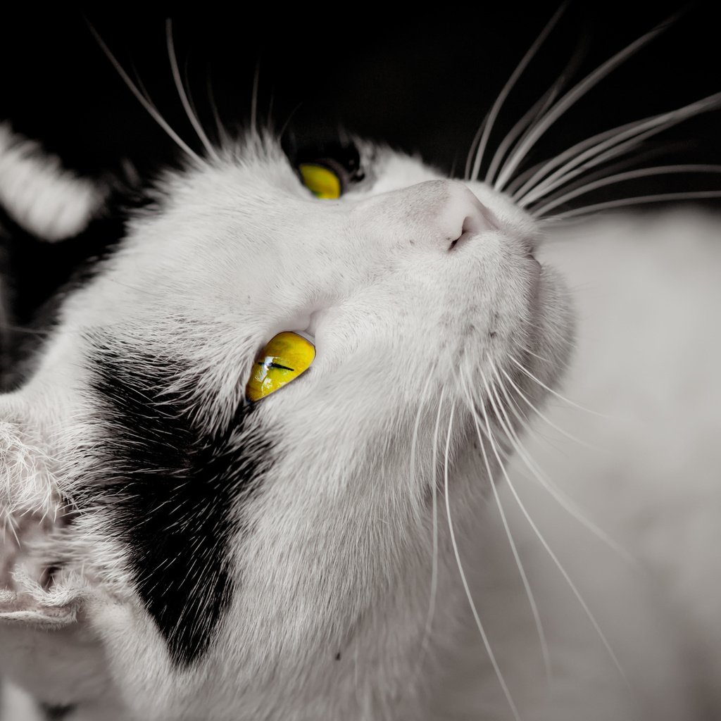 Обои кот, мордочка, усы, кошка, взгляд, черный фон, желтые глаза, cat, muzzle, mustache, look, black background, yellow eyes разрешение 2048x1365 Загрузить